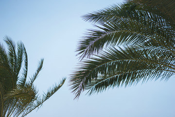 Plakat Green palm leaves against a clear blue sky. Traveling background concept.