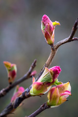 groseillier en fleur
