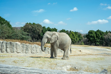 Male Elephant in the Savannah