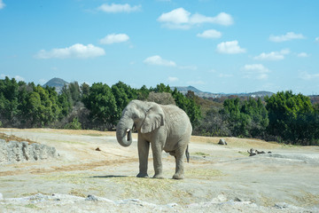 Male Elephant in the Savannah