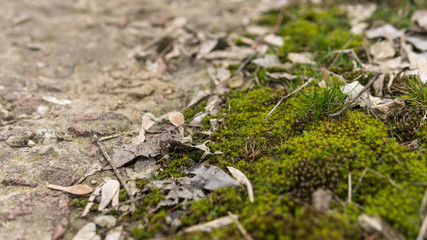 Beautiful green moss on the floor. Closeup photo. Spring background of moss for wallpaper.
