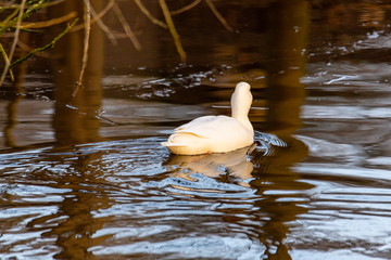 a white duck  swims in a river