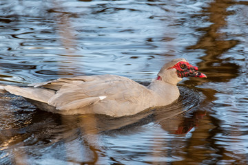 two warty ducks are on  a small river in northern germany