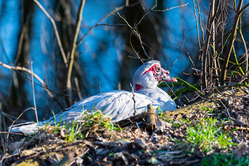 two warty ducks are on  a small river in northern germany