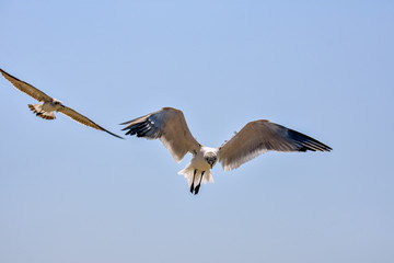 seagull flying in the sky