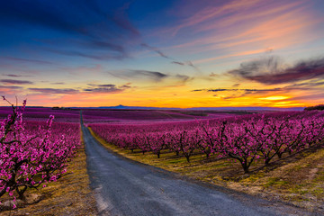Road between the field of flowering trees
