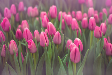 Buds of rose tulips with fresh green leaves in soft lights at blur backgroun with place for your text.