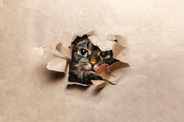 The cat looks playfully through the torn paper.