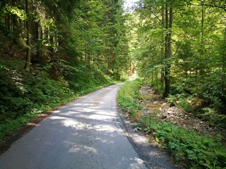 Forest asphalt road lined by stream and tall trees