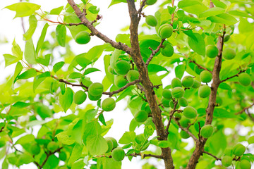peaches in the orchard