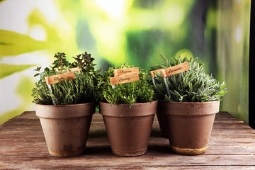 Homegrown and aromatic herbs in old clay pots. Set of culinary herbs. Green growing sage, oregano, thyme, savory, mint and oregano with lavender with labels