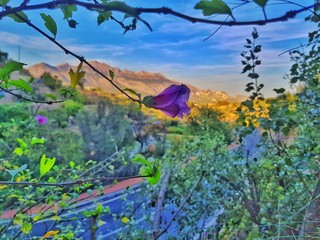 Flower in the forest