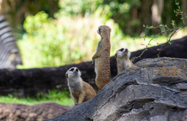 three little meerkats