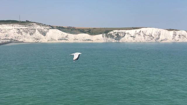 seagull flying next to a ferry next to white cliffs