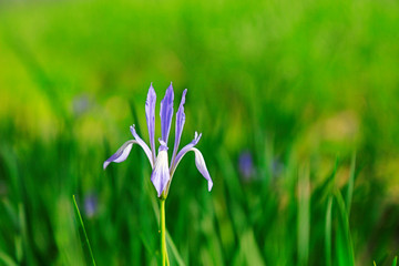 Iris flower is in the field