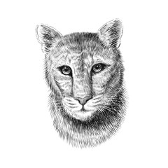 Puma head, sketch vector graphic monochrome illustration on white background. Hand drawn American mountain lion portrait. Cougar, red tiger cat, panther animal.