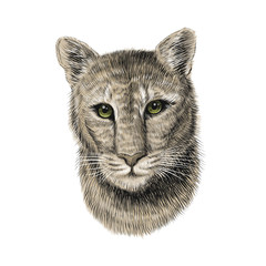Puma head, sketch vector graphic colorful illustration on white background. Hand drawn American mountain lion portrait. Cougar, red tiger cat, panther animal.