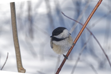 A lone chickadee on a branch