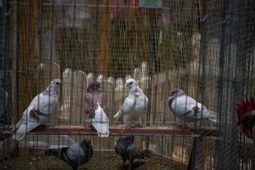 Pigeons in  a cage at the exhibition