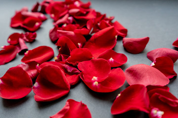 Classic dark background with red rose petals. A carpet of flowers.