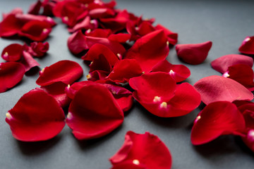 Classic dark background with red rose petals. A carpet of flowers.