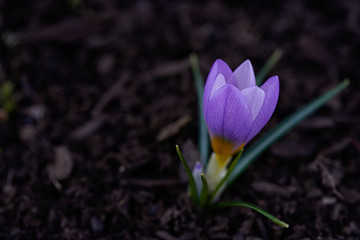 Single purple crocus flower growing in the ground. Close up of this dainty purple flower. 