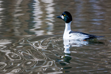 A male common goldeneye (Bucephala clangula) swimming in a pond