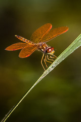 Happy Halloween Dragonfly