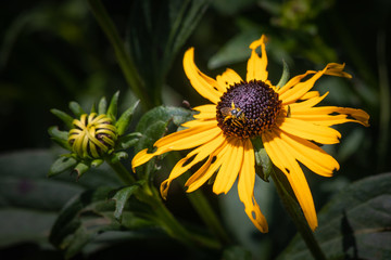 Flowers at the end of their season