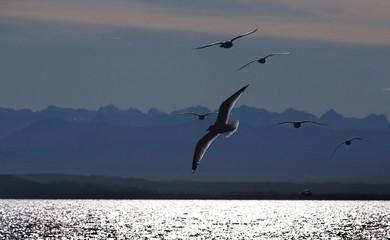 Obraz premium Goëlands au dessus de la mer