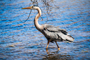 great blue heron in the water