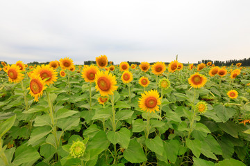 Sunflowers on a farm, China