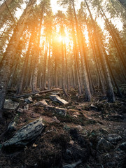Sunset In Mystical Dense Forest, The Tall Trunks Of Conifers Stand On High Hill Among Large Stones Covered With Moss, The Sun's Rays Are Beautifully Intertwined In Branches On Sky Background