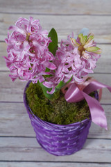 Floral composition with pink hyacinth. Spring flowers in purple vase on wooden background.