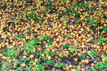Small pears fallen from the tree. Wild pears on the ground.