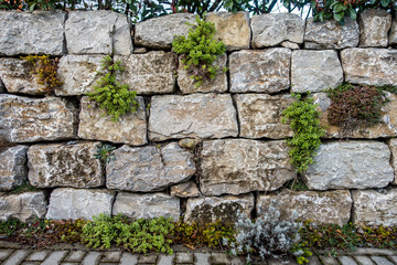 Hauswurzen an Natursteinmauer