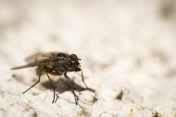 Fliege
