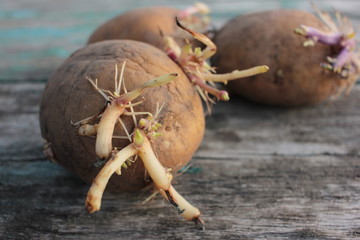 Potatoes with sprouts ready for spring planting on a rustic wooden table. 