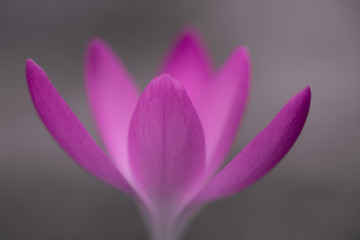 Naklejka premium Krokus