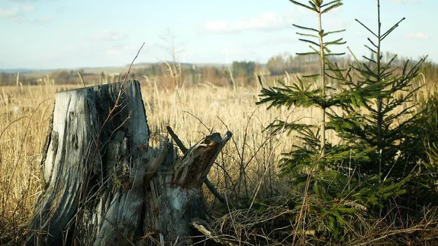 Bark wood beetle pest Ips typographus infestation, spruce bast tree infested attacked, spruce stump and newly new planted planting growing trees seedling, making their way wood larva larvae, calamity