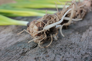 Closeup of hyacinth roots and stems on vintage textured wooden background