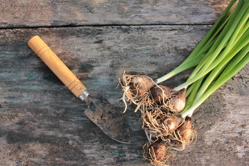 Hyacinth flower bulbs with roots and green stems and small shovel for gardening on old textured wooden background. Top view. Copy space
