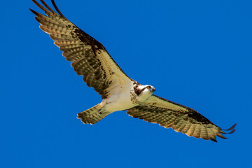 osprey in flight