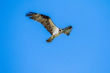 osprey in flight