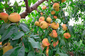 Ripe peaches on the branches