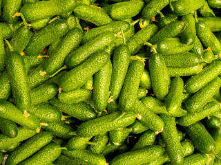 fresh juicy green cucumbers are poured