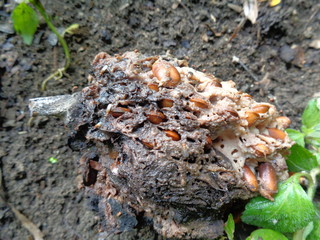 Rotten soursop (Annona muricata L.) in the nature background