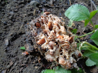Rotten soursop (Annona muricata L.) in the nature background
