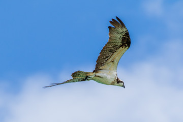 osprey in flight