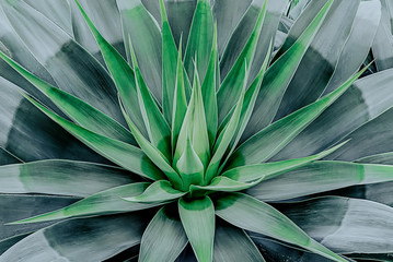 Beautifully bloomed agave leaves like lotus flower. Natural floral pattern agave